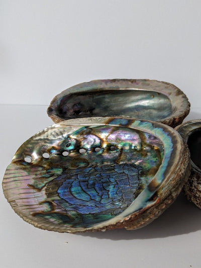 Abalone Shell