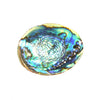 Abalone Shell