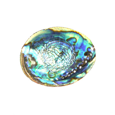 Abalone Shell