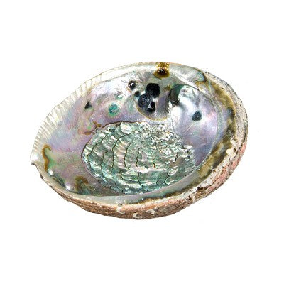 crystal vault cobalt spirituality eco-friendly sustainable products support local makers large abalone shell excellent vessels containing smoldering herbs incense wise insulate bottom minimum 2 inches sand ash protect shell against high temperatures used traditional smudging from Mexico ideal burning sweetgrass safe indirect resin ignite cloud white purifying smoke